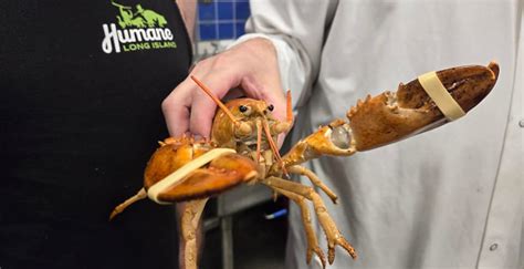 Orange lobster returned to the wild after arrival at .